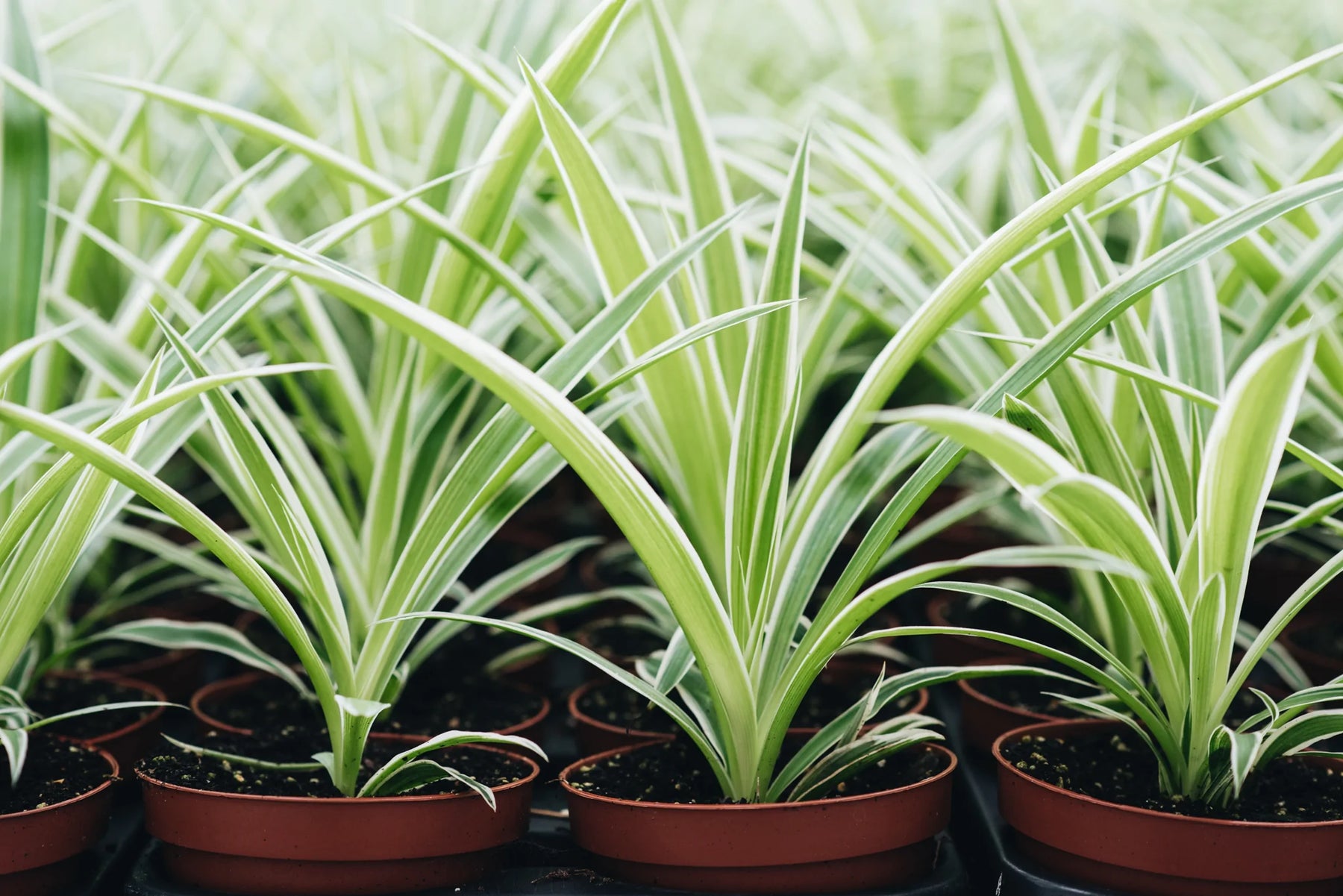 Spider plant variegated deals