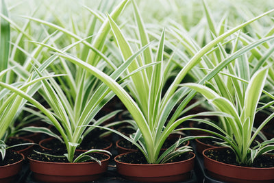 Varigated Spider Plants growing sustainably