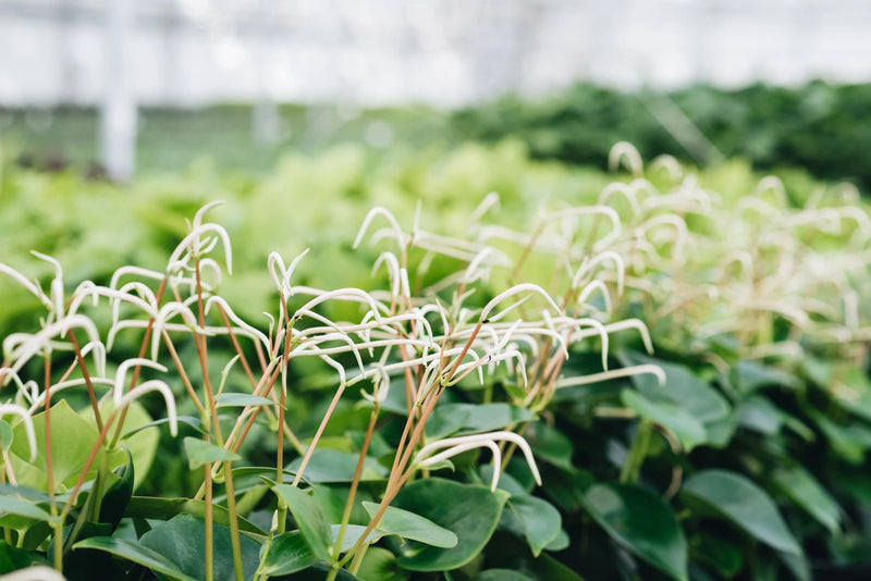 Peperomia Raindrop houseplants growing sustainably