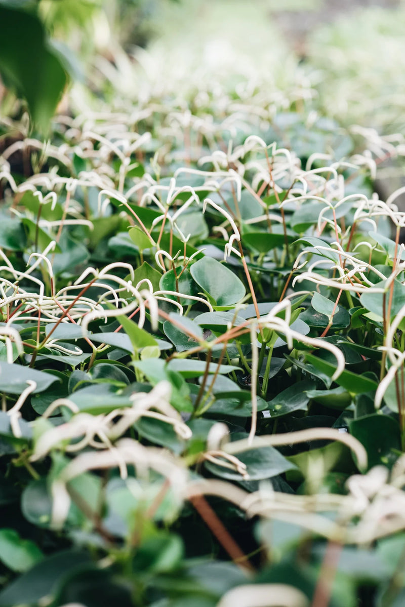 Peperomia Raindrop houseplants growing peat free