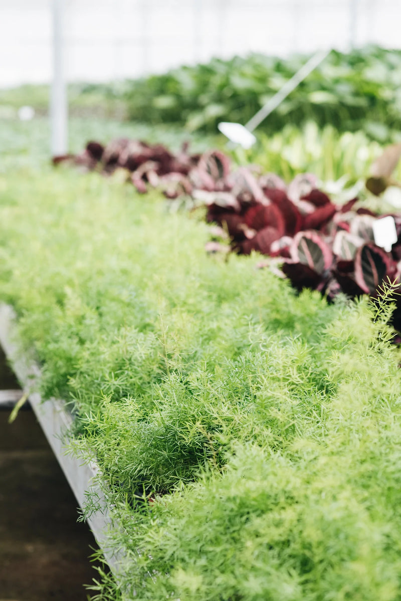 Emerald Fern houseplants growing sustainably