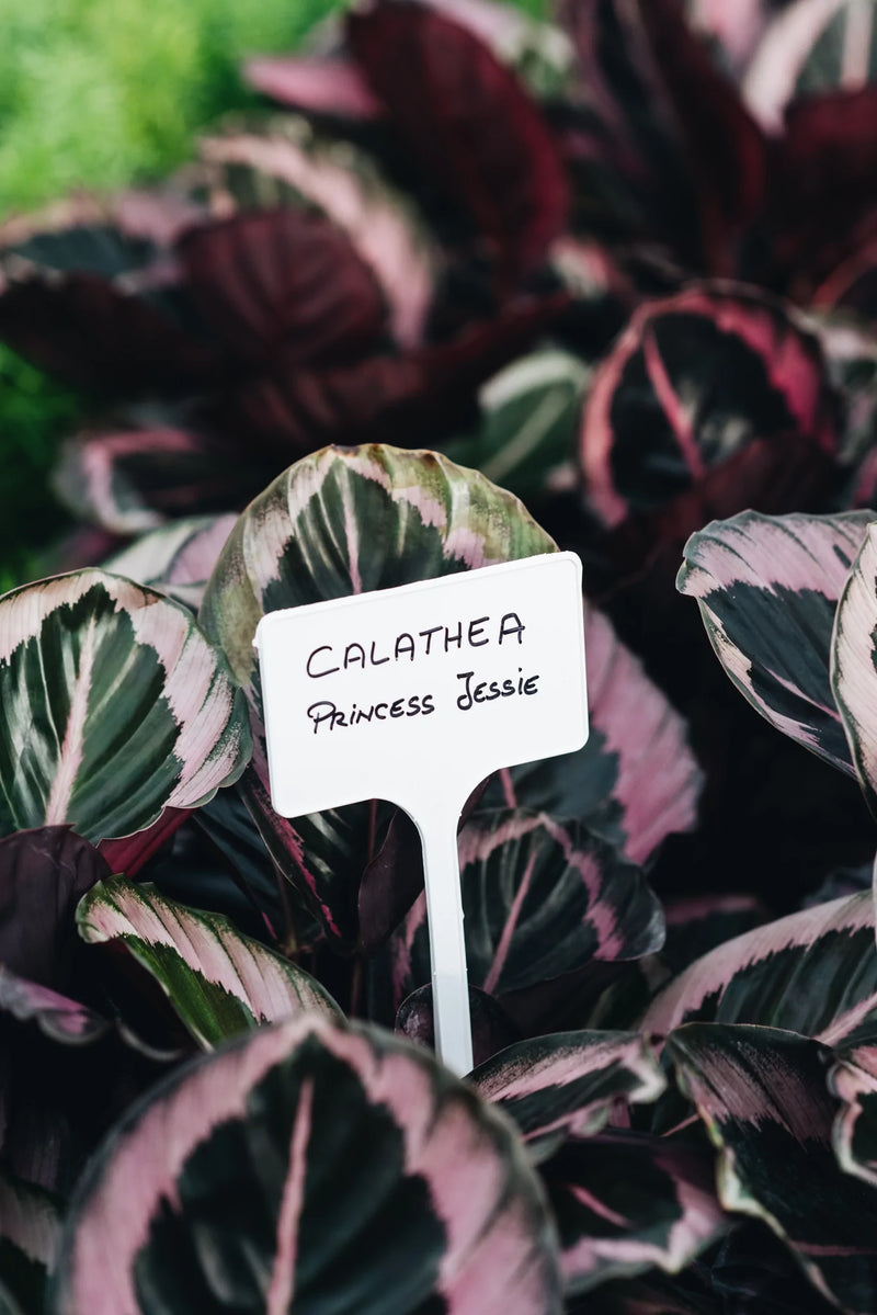 Calathea Princess Jessie peat free plants