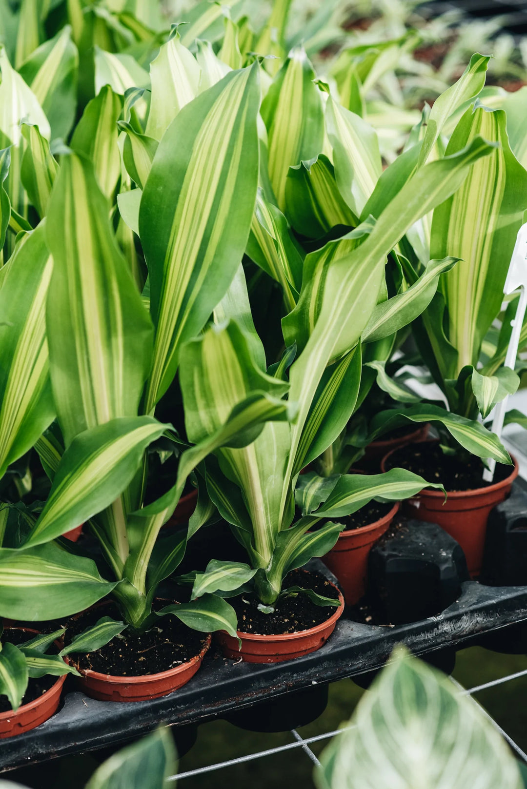 dracaena burley care Dracaena Fragans Burley – Geb & Green