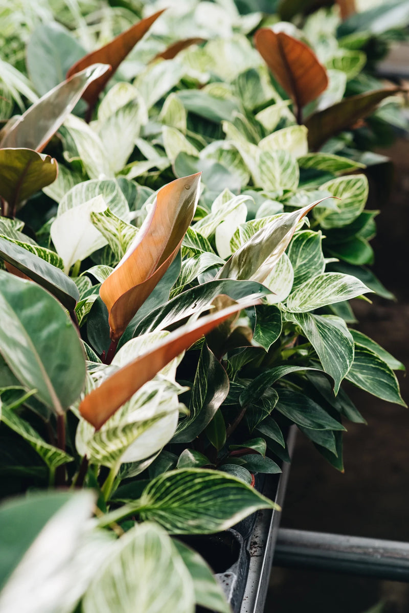 Philodendron Zebra plants growing without peat