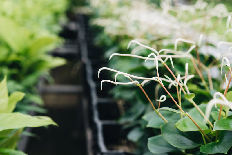 Peperomia Raindrop plants grown by Geb & Green