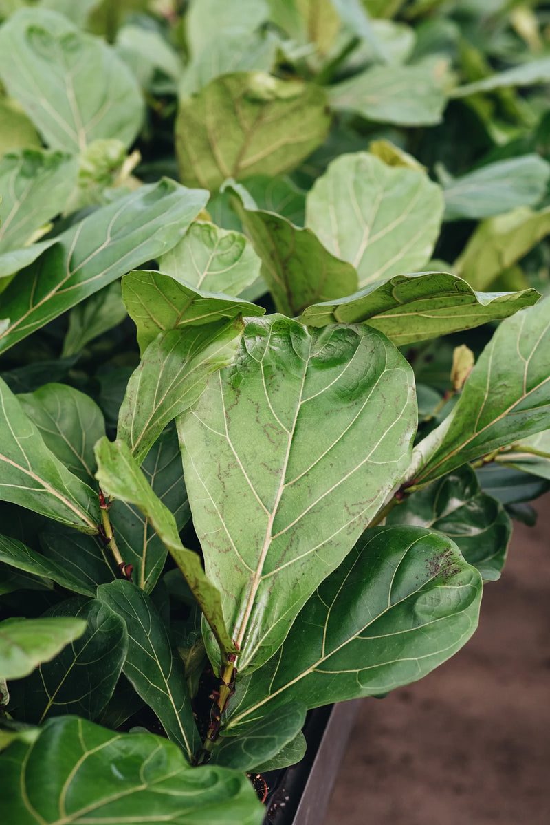 Fiddle Leaf Fig houseplants growing sustainably