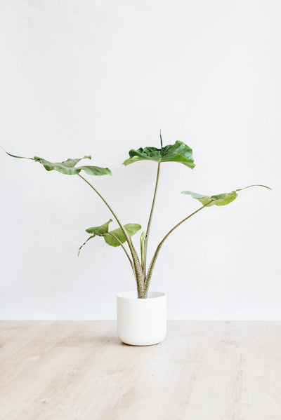 Alocasia Stingray sustainable houseplant in white pot
