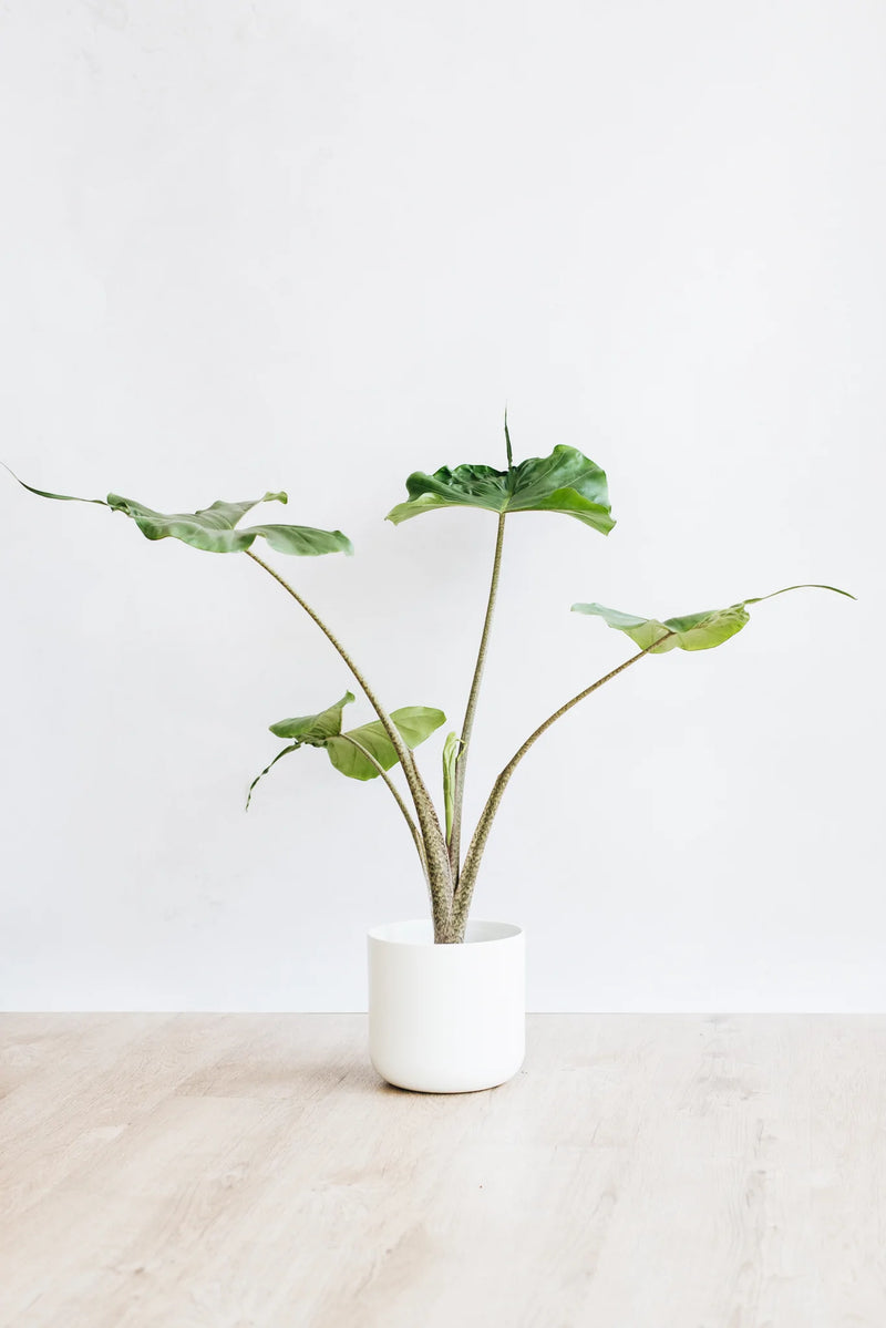 Alocasia Stingray sustainable houseplant in white pot