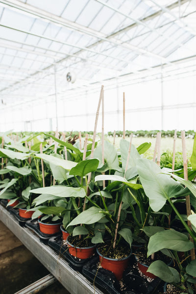 Philodendron Silver Sword being grown peat free