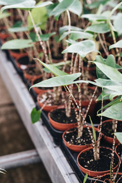 Alocasia Zebrina houseplants being grown sustainably