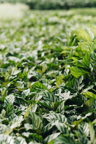 Calathea Freddie houseplants grown without peat