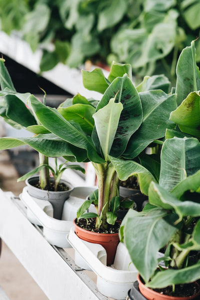 Sustainable Banana Plants grown by Geb & Green