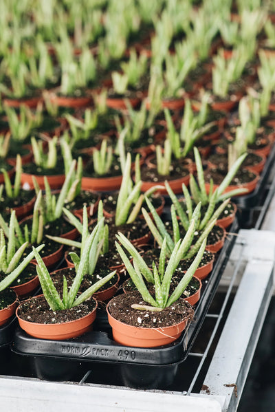 Aloe Vera peat free houseplants growing