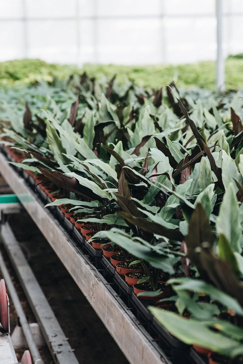 Alocasia Purple Sword houseplants growing sustainably