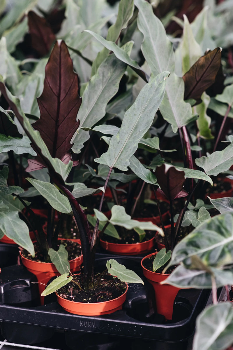 Alocasia Purple Sword houseplants grown by Geb & Green