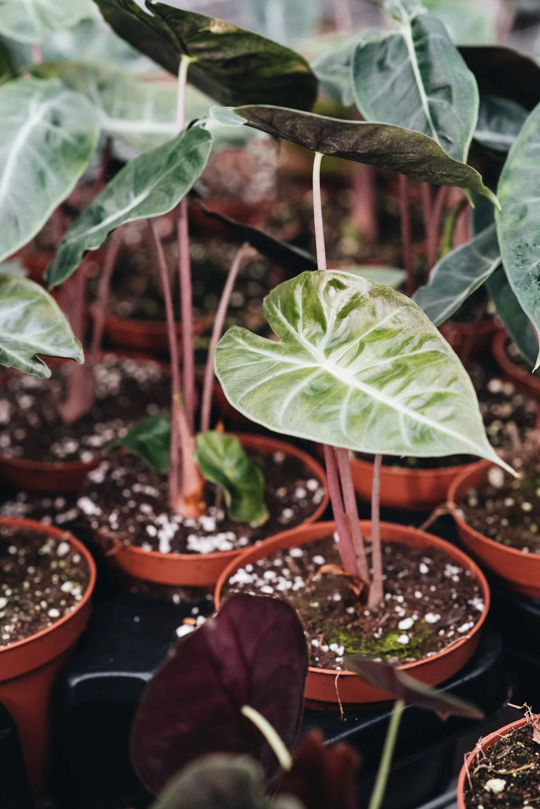 Alocasia Pink Princess | Alocasia Pink Princess  Geb & Green