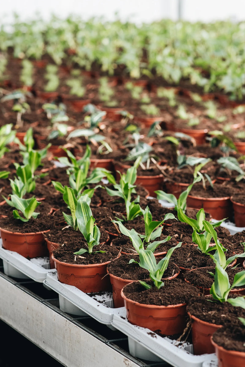 Dracaena Fragans Burley houseplants grown by Geb & Green