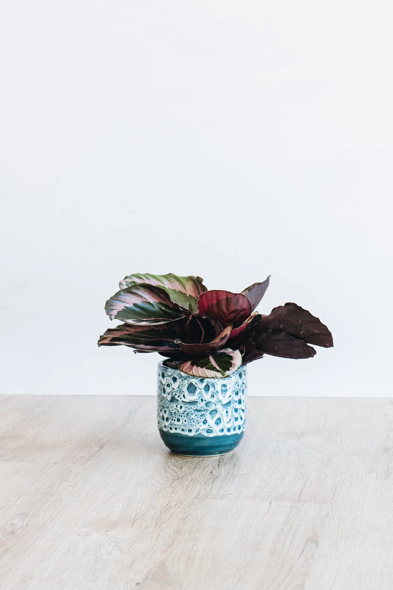 Calathea Princess Jessie potted houseplant