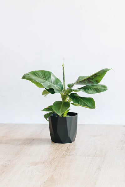Potted sustainable Banana Plant