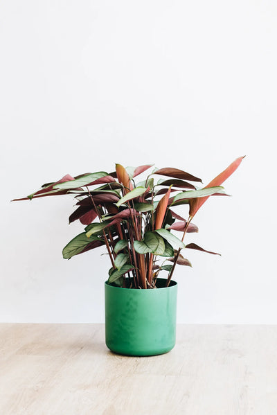 Ctenanthe Grey Star houseplant in green pot