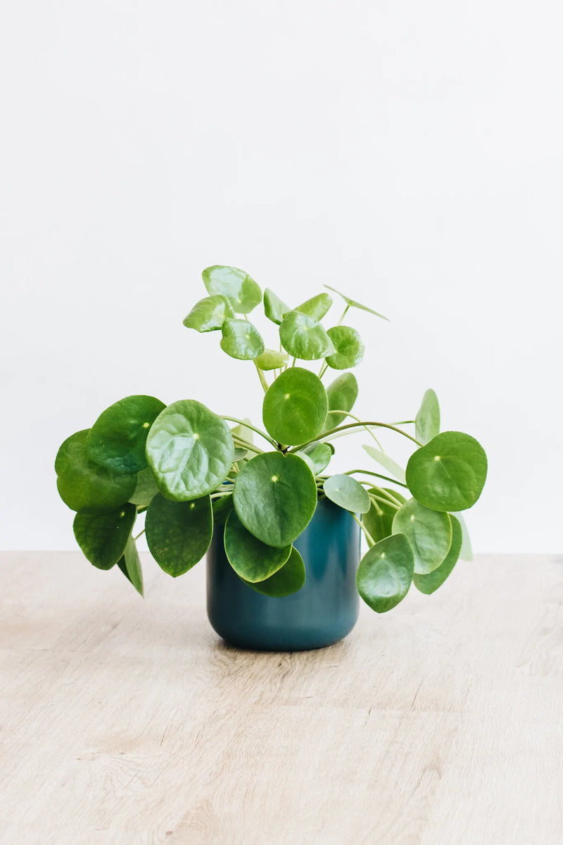 money plant uk Chinese Money Plant