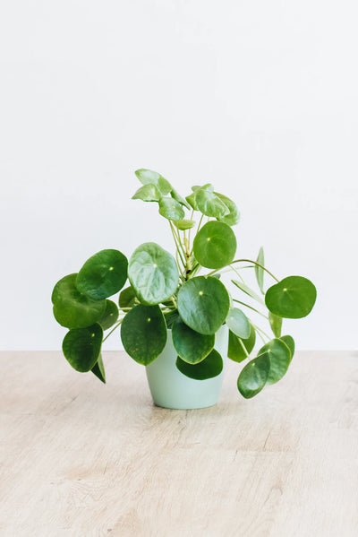 Chinese Money Plant in light green pot
