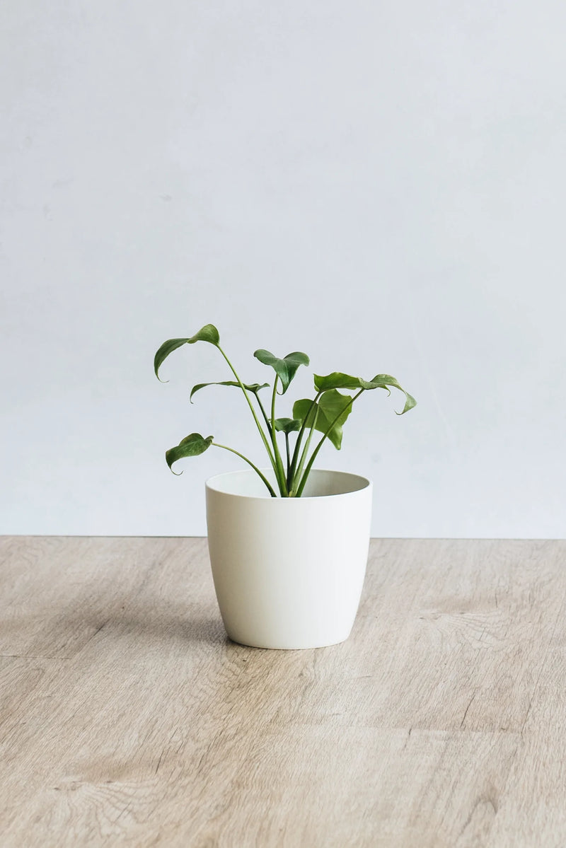 philodendron xanadu uk Philodendron Xanadu / Winterbourn – Geb & Green