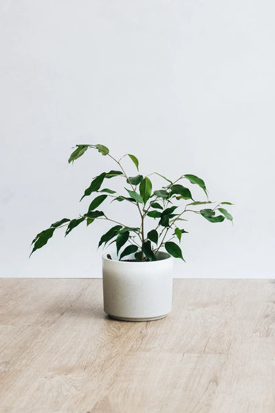 Weeping Fig houseplant in white plant pot