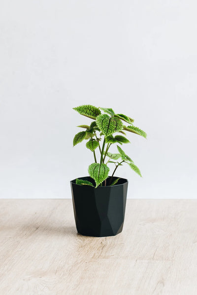 Pilea Moon Valley houseplant in black pot