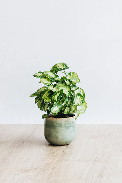 Syngonium Pixie houseplant in green pot