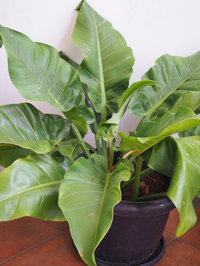 Philodendron Imperial Green peat free houseplant